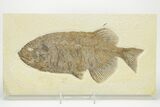 Impressive Fossil Fish (Phareodus) - Wyoming #207903-2